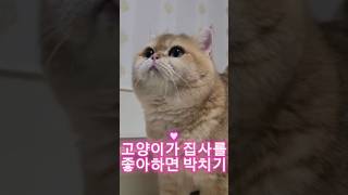 고양이와 집사의 소통 그건바로 박치기 #catshorts #고양이 #고양이일상