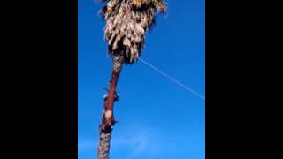 Cutting Palm tree going down