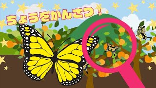 知育動画:ちょうの名前と様子/蝶を観察してみよう/学習用/3歳4歳5歳6歳/蝶々/