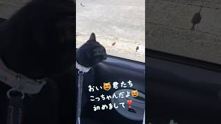 まるで小学生⁉️自己紹介ができる！お喋り猫 #天才猫 #しゃべる猫 #ネコ #ねこ