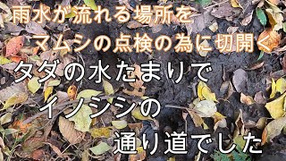 神奈川県・厚木市・愛川町・鳶尾山　マムシ目撃情報地点に雨が降ると水溜りになる所があるのでこれが谷に流れるか探検しました