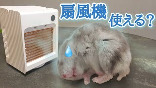 【検証】扇風機だけで🐹は夏を越せるのか？