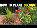 How To Plant Coconut Tree | Coconut Planting Method | How To Grow Coconut