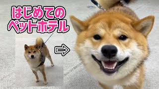 【けなげ・おでかけ】初めてのペットホテル〜寂しくても頑張る柴犬てぃーだ〜（柴犬と行く大分・大阪の旅⑤）