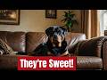 What Makes Rottweilers Great Guard Dogs? Protective Instincts Unleashed | Rottweiler Guard Dog