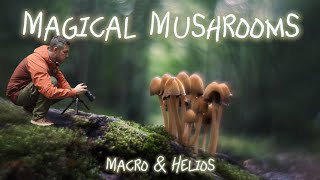 Ethereal Mushroom Macro Photography in the Woodland | Nikon Z7 + Laowa 100mm & Helios
