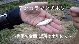 テンカラでクチボソ釣り〜梅雨の合間・近所の小川にて〜