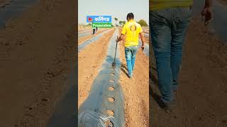 कलिंगड प्लॉट तयारी #कलिंगड #watermelon #ytshorts #shorts #nandgaon #mulching #sugarking #viral