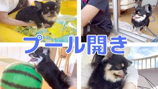 暑すぎてベランダで水遊び　ブラックタンチワワの麦#チワワ #犬 ＃プール