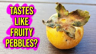 GAUB - This rare fruit tastes like fruity pebbles