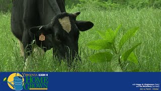 മൃഗങ്ങൾക്കൊപ്പം പൂന്തോട്ട മണ്ണ് തയ്യാറാക്കുന്നു