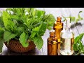 புதினா இலை மருத்துவ குணங்கள் pudina health benefits in tamil mint leaves health tips in tamil