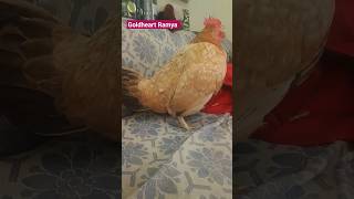 🥚என்னடி முக்குற..😂🤣🤣#kozhi_koothugal #funny_chicken #husbandwifecomedy #shortsfeed #tamil #comedy