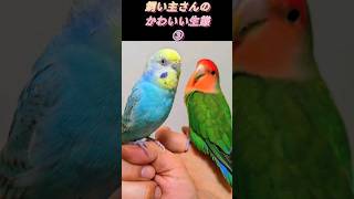 インコちゃんの飼い主さんのかわいい生態③　 #セキセイインコ #コザクラインコ #インコ #かわいいですねぇ