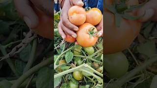 Gaon ka khet ka tamatar desi #food #cooking #recipe #islamicvideo #virlshorts