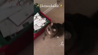 Untouchable 🐱🤌. #cat #tiktok #trending #edit #music #feedshorts #meghantrainor #untouchable #cute