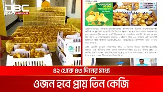 ডুয়েল পারপাস জাতের হাঁস বাচ্চা উৎপাদন ও বাজারজাতকরণ শুরু | DBC NEWS