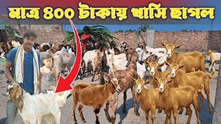 মাত্র ৪০০ টাকা খাসি ছাগল 🐐 goat farm in West Bengal 💡 Riyaji khasi chagol 🐏 Goat farm