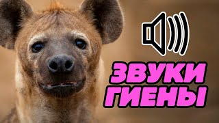 Звуки гиены: как смеётся гиена