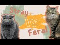 Differences between STRAY and FERAL cats