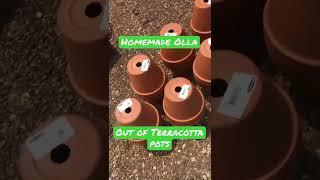 Olla reduces wasting water👍    #garden #diy #backyard