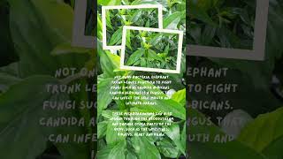 Benefits of Daun Belalai Gajah or Elephant trunk leaves for health #shorts