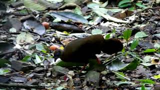 Bulwer's pheasant (Lophura bulweri) female