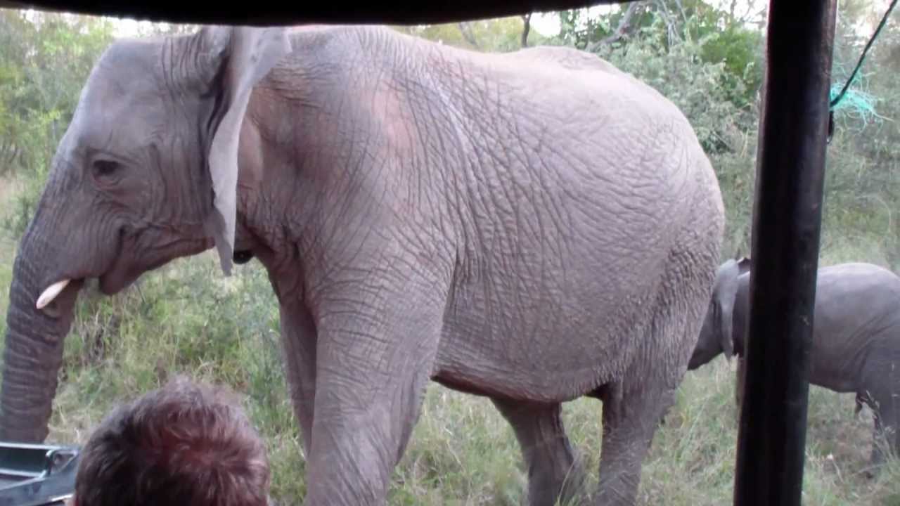 Cute Baby Elephant, Kruger National Park, South Africa - YouTube