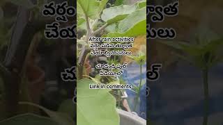 activities in garden after rain వర్షం తర్వాత చేయాల్సిన పనులు తీసుకోవాల్సిన జాగ్రత్తలు #gardening