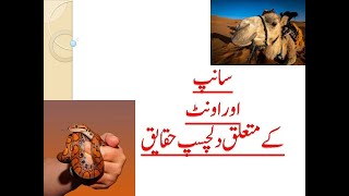 Interesting Facts of Snake and Camel || Camel and Snake || Facts of Camel