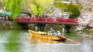 🟡【突撃カメラマン】﻿﻿「“ 🏯姫路城 ” と “ 和船🚣‍♀️ ” と “ 桜🌸 ” ‼️」 ー 世界文化遺産・国宝『🏯姫路城』を訪れる❣️ ー