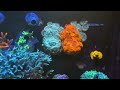 reef tank tour update 25 lagoon to sr 60 gallon lagoon coral and saltwater fish update