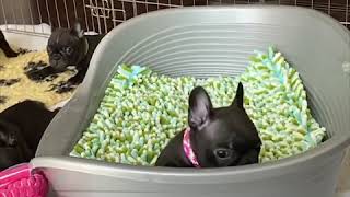 Funny and Cute French Bulldog Puppies Compilation #86 | Dogs Are Awesome