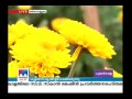 vegetable farms in karnataka are turning to flower farming manorama news