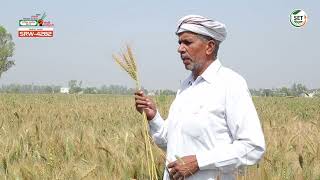 SRW-4282 गेहू बीज  Wheat Seeds ( श्री  राम कुमार / Mr. Ram Kumar)