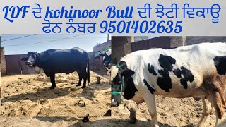 #LDF# ਲਕਸ਼ਮੀ ਡੇਅਰੀ ਫਾਰਮ ਦੇ ਕੋਹਿਨੂਰ Bull ਦੀ ਝੋਟੀ ਵਿਕਾਊ ਨਾਲ HF ਵੈਹੜ ਵਿਕਾਊ