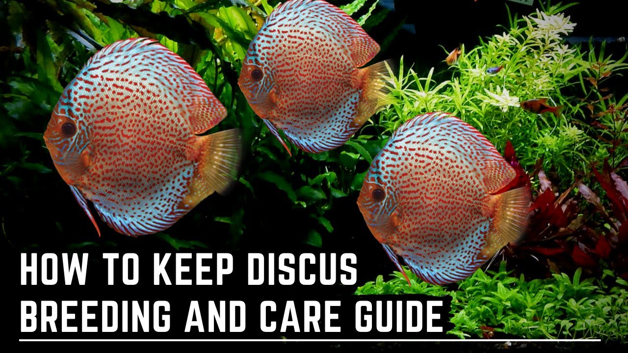 How To Keep Discus Fish - Discus Care And Breeding Guide - YouTube