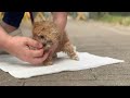 말티푸 입양후 첫 두달 모음집 빵이의세상 강아지멍 강아지브이로그 댕댕이 puppy 입양후 cute 말티푸 동물 귀여운 pets dog animal 푸들