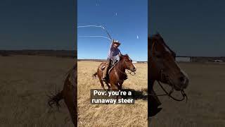 Pov: Runaway Steer #cowboy #horse #roping #horses #cattle