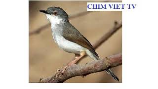 TIẾNG CHIM SÂU ĐẦU ĐEN (CHUYỀN CHUYỆN LƯNG XÁM) | Prinia hodgsonii .mp3