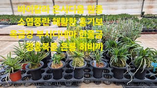 2024.11.26  석곡 풍란 판매 합니다~ (주문시 문자주세요)