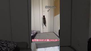 【↑の続き】やっと取れた猫じゃらし　#shorts #cat #猫 #キジ白猫 #保護猫 #デブ猫 #白猫 #猫じゃらし