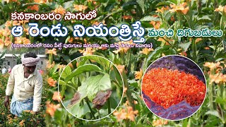 Crossandra Farming /Flowers Farming / కనకాంబరం సాగులో ఆ రెండు నియంత్రిస్తే మంచి దిగుబడులు