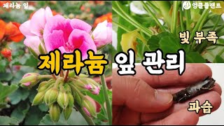 제라늄 잎 상태만 봐도 알아요~^^ #엉클플랜트 #식물키우기 #공기정화식물