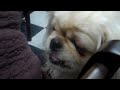 pekingese wants food