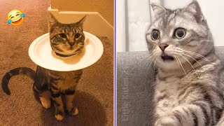 Ultimate Cat Comedy 😅 You Won’t Stop Laughing 🤣