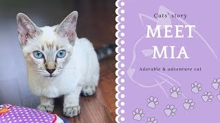 🌀Meet Mia | She is an unstoppable and adventure pussycat | Thai cats | Traditional Siamese cats