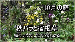 10月の庭 【バラと宿根草】ガーデニング/山野草/ホトトギス/秋明菊/秋バラ/イングリッシュローズ/暮らしを楽しむVlog