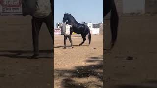 Champion stallion Rajdeep sired by legendary STALLION Dilshan Owner by sh. tasveer ji