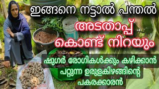 അടതാപ്പ് ഇങ്ങനെ നട്ടാൽ പന്തൽ അടതാപ്പ് കൊണ്ട് നിറയും | Air Potato Farming | Adathappu Krishi